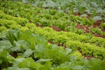 Imigrante sediará o 5º Encontro de Agroecologia do Vale do Taquari