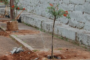 Iniciado o projeto de arborização