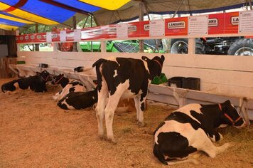 Expofesta buscou destacar produção local