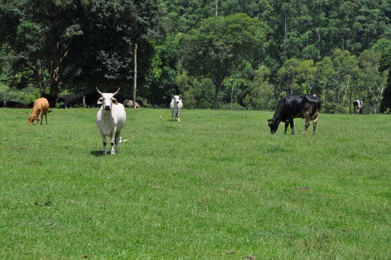 Produtores devem efetuar a declaração anual de rebanho