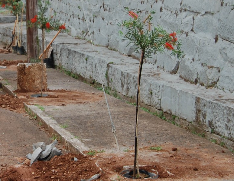 Iniciado o projeto de arborização