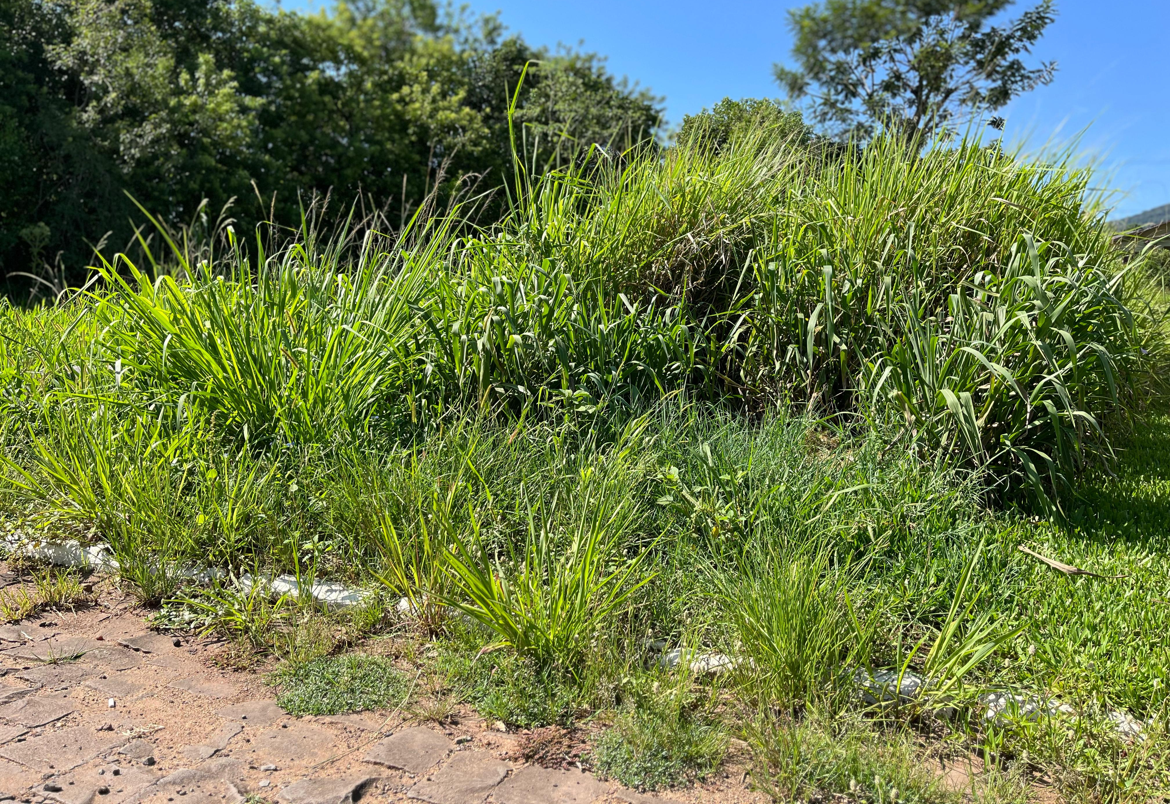 Secretaria de Meio Ambiente inicia levantamento de terrenos urbanos com necessidade de limpeza e roçagem
