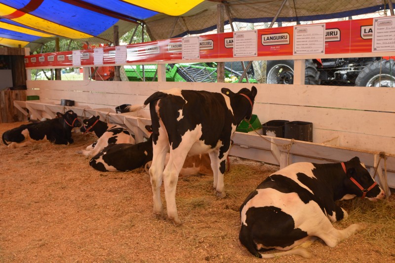 Expofesta buscou destacar produção local