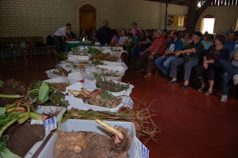 Emater promoveu evento sobre raízes e tubérculos